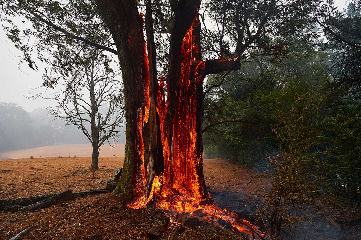 Feuer in Australien - Baum